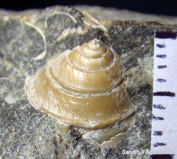 гастроподы, мел, Кавказ, Cretaceous