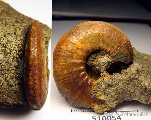 Kosmoceras, микроконхи, ?, ушки, устье, Microconchs, lappets