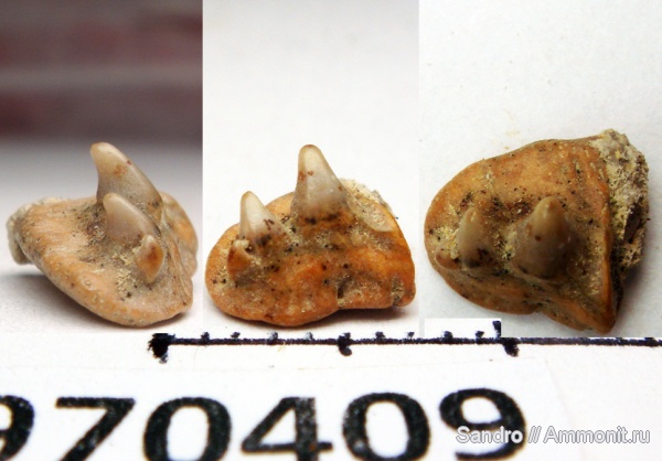 Paraorthacodus, Paraorthacodus recurvus, Synechodontiformes