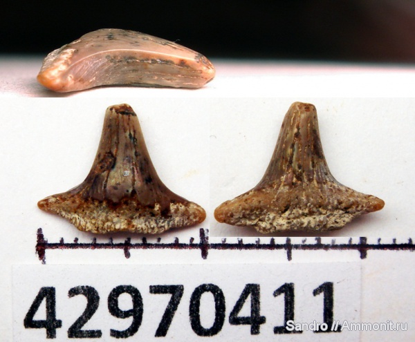 Meristodon, Hybodontidae, Meristodonoides