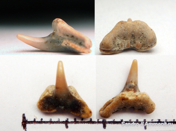 Synechodus, Synechodontiformes