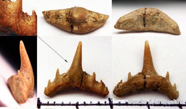 Synechodus, Synechodontiformes