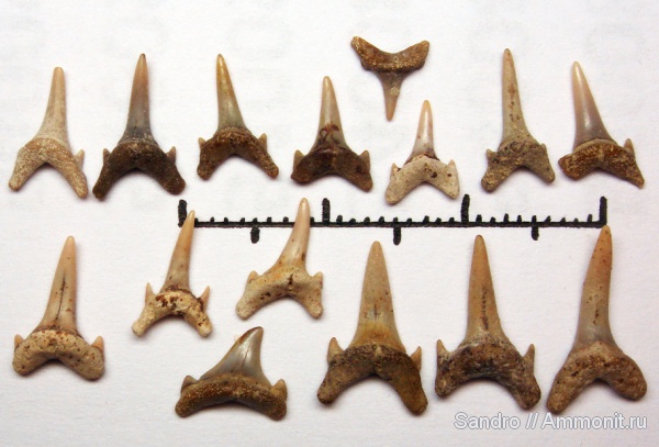 Eostriatolamia, Eostriatolamia subulata, Lamniformes, Odontaspididae