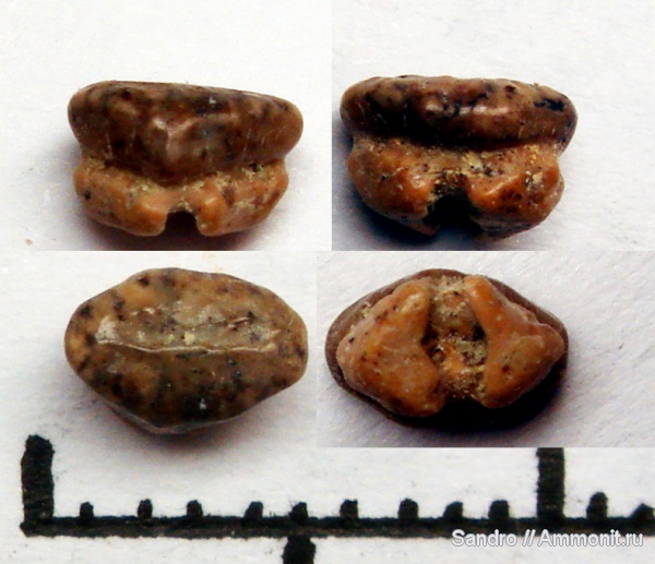 Turoniabatis, rhinobatiformes