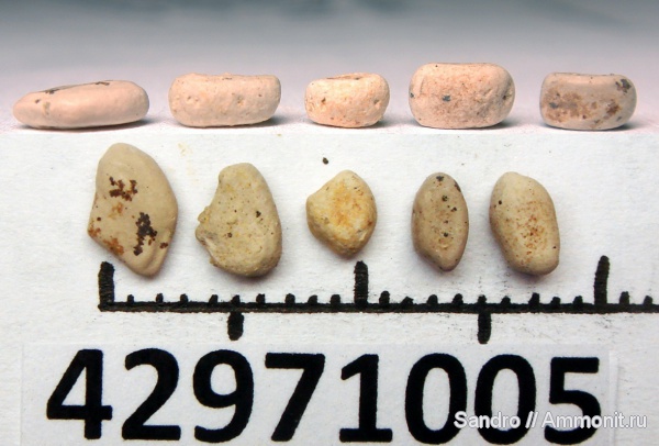 морские звезды