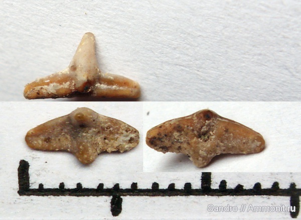 Cederstroemia, Orectolobiformes