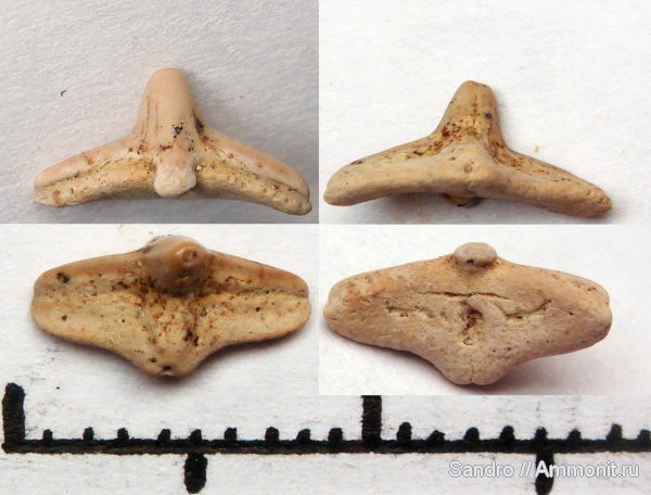 Cederstroemia, Orectolobiformes