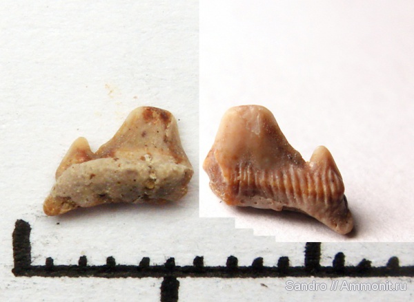 Eostriatolamia, Eostriatolamia tenuiplicatus