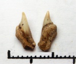 42971013 - Симфизный зуб ламноида