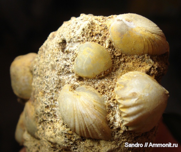 Zeilleria, Ivanoviella