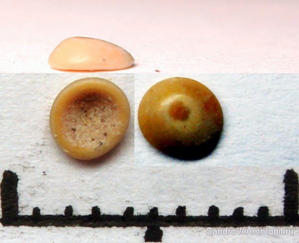 Pycnodus, Pycnodontiformes