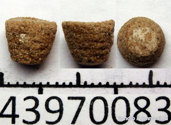 белемниты, фрагмоконы, belemnites, phragmocones