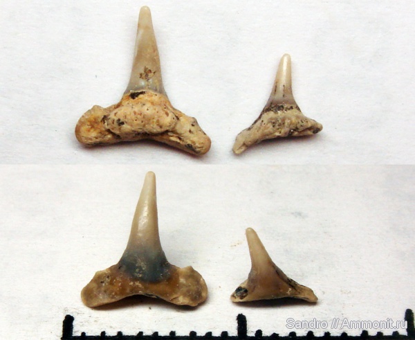 Synechodus, Synechodontiformes