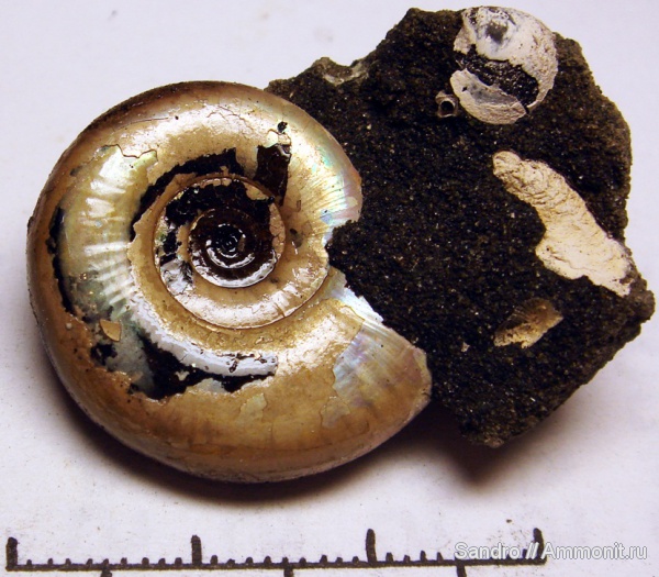 Kachpurites, Kachpurites fulgens, Volgian