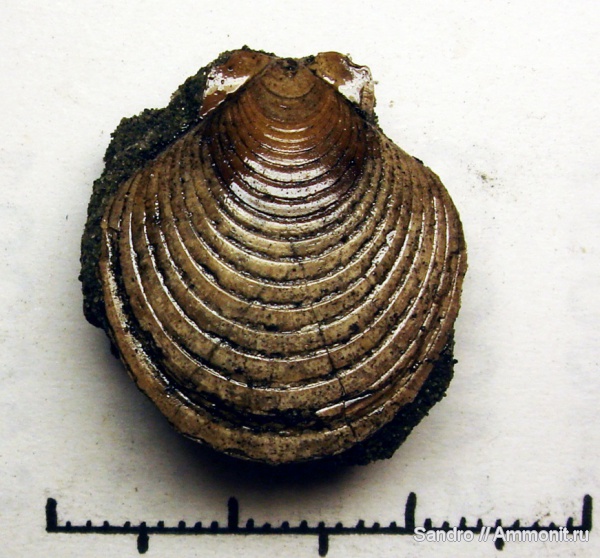 Entolium, Entolium erraticum