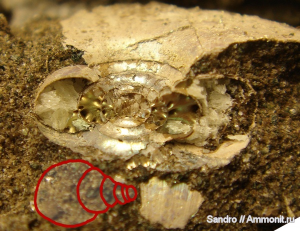 Garniericeras, Garniericeras catenulatum, поперечное сечение, аммонителла
