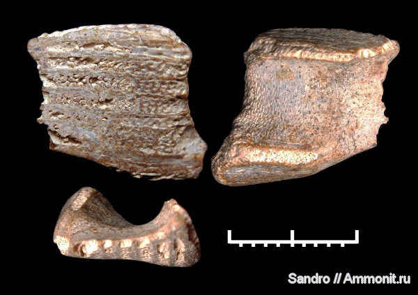 Ischyodus, Ischyodus latus, сошниковая пластина