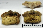 зуб Polyacrodus  с корнем
