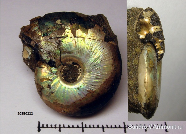 Garniericeras, Garniericeras catenulatum