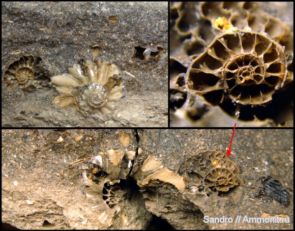 сифон, Hoplites, протоконх, Hoplites spathi, аммонителла