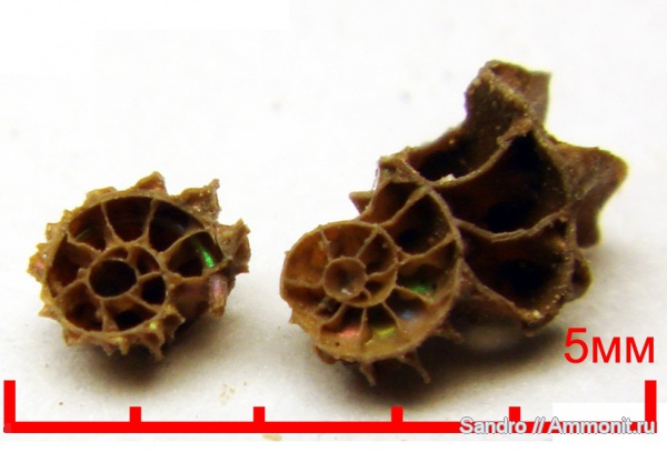 Arcthoplites, сифон, Hoplites, протоконх