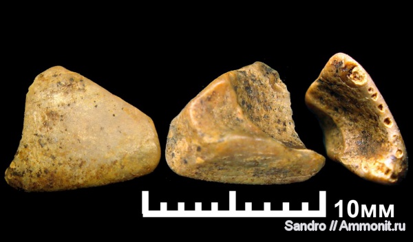 химеры, Ischyodus, сошниковая пластина