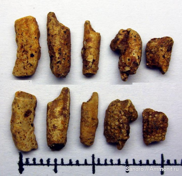 раки, креветки, крабы