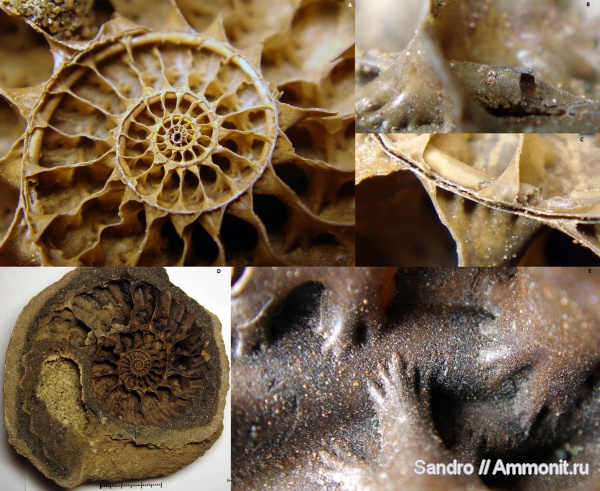 Яхрома, Arcthoplites, сифон, протоконх, лопастные линии, Arcthoplites yachromensis