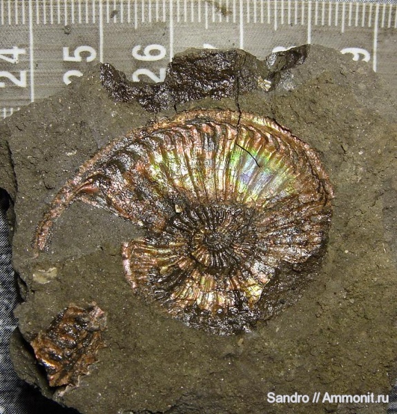 Amoeboceras, устье