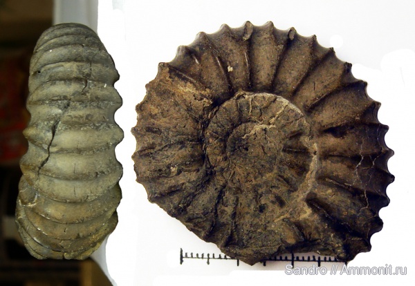 Pavlovia, Pavlovia pavlovi