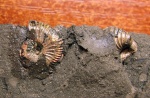 Глиняный Amoeboceras и двустворка Trautscholdia cordata