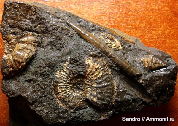 Amoeboceras Amoeboceras