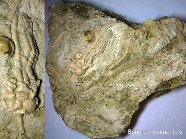 Dicromyocrinus, Dicromyocrinus ornatus, Cromyocrinidae