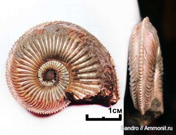 Amoeboceras, Amoeboceras alternoides, Cardioceratidae