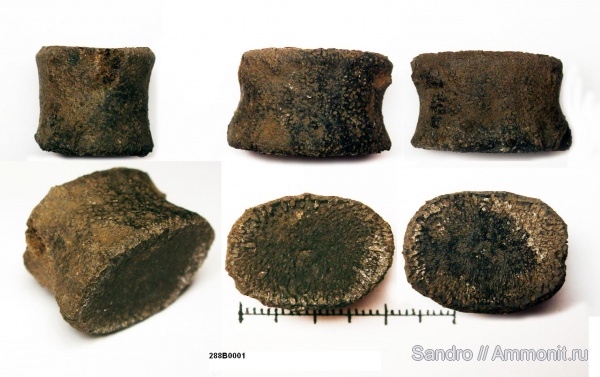 ихтиозавры