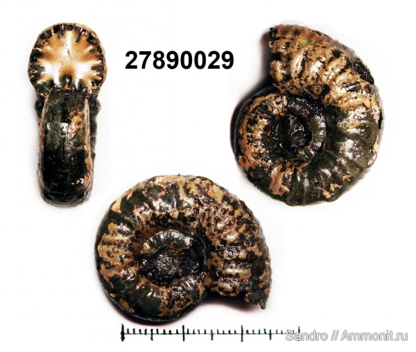 Euaspidoceras, Mirosphinctes