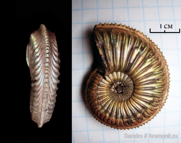 Amoeboceras, Amoeboceras alternoides