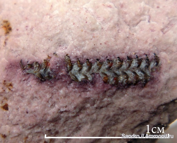 Paraconularia mosquensis, Paraconularia