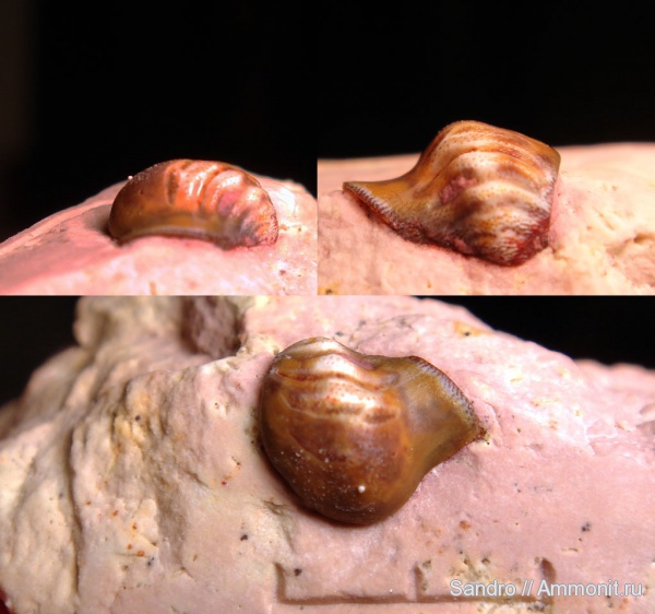 Deltodus, Holocephali, Cochliodontiformes, Deltodus concha, Cochliodontidae