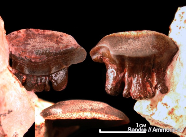 Polyrhizodus, Petalodontiformes, Polyrhizodus concavus