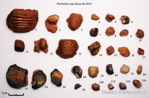 Ptychodus, Ptychodus latissimus, Ptychodus decurrens, ptychodus anonymus