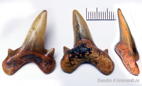 Cretoxyrhina, Cretoxyrhina denticulata, Lamniformes