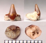 Зуб Squatina