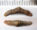 зуб Polyacrodus sp