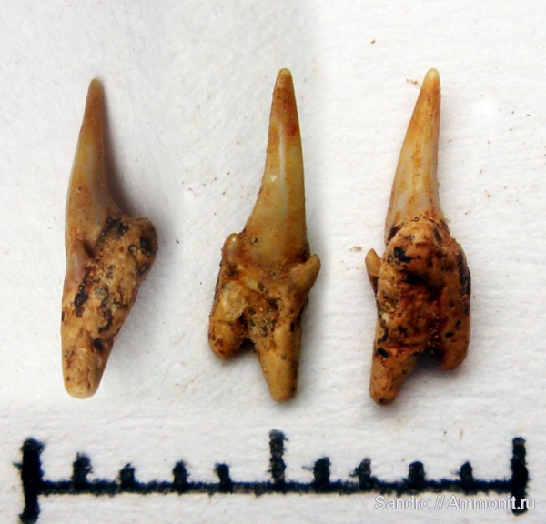 Eostriatolamia, Eostriatolamia subulata