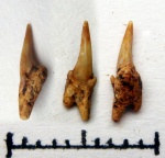 симфизный зуб Eostriatolamia subulata симфизный зуб Eostriatolamia subulata