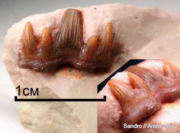 Glikmanius, Glikmanius occidentalis
