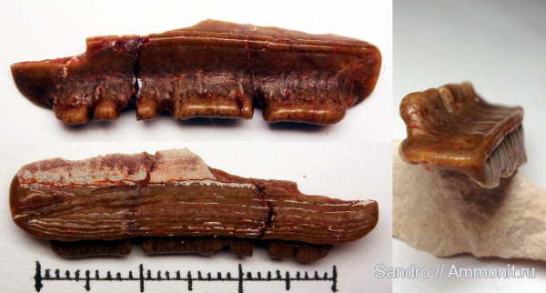 Polyrhizodus, Petalodontiformes, Polyrhizodus concavus, Polyrhizodus longus, Petalodontidae