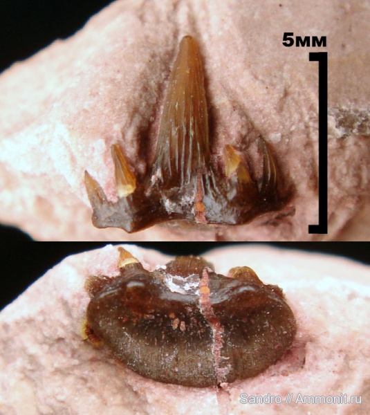Ctenacanthiformes, Elasmobranchii, Glikmanius occidentalis, Cladodontomorthi