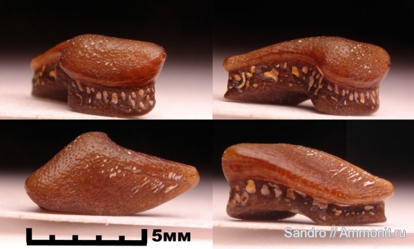 Lagarodus, Chondrichthyes, Psammodontiformes, Lagarodus specularis, Lagarodus accessory, Lagarodontidae
